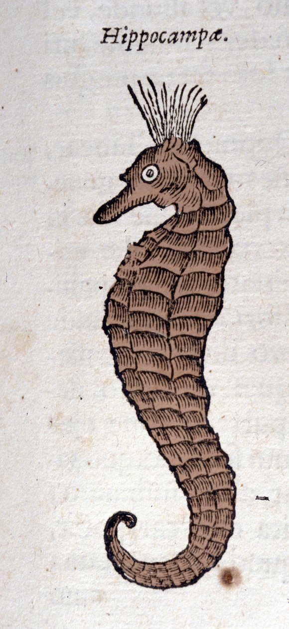 Representación de un caballito de mar. Grabado de una obra de Athanasius Kircher (1601-1680), jesuita, orientalista y erudito de Athanasius Kircher