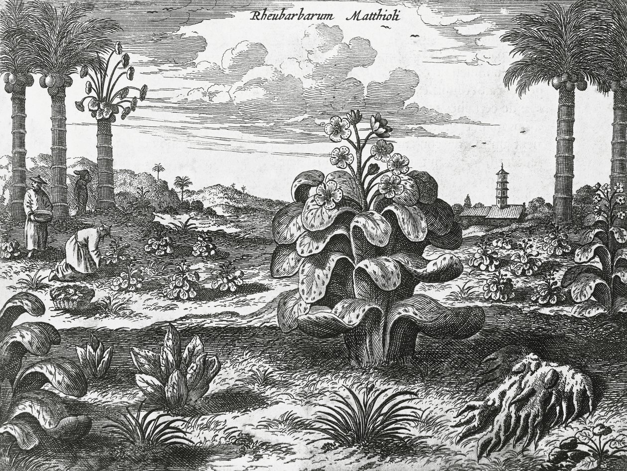 Planta de ruibarbo, grabado de monumentos de China de Athanasius Kircher