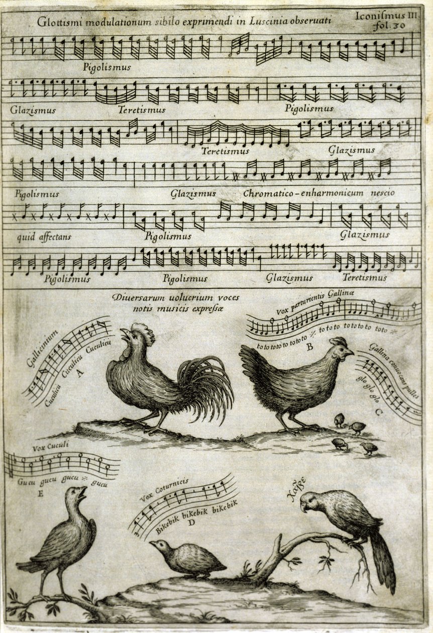 La canción emitida por ciertos volátiles expresada por notas musicales según: “Musurgia Universalis” de Athanasius Kircher de Athanasius Kircher