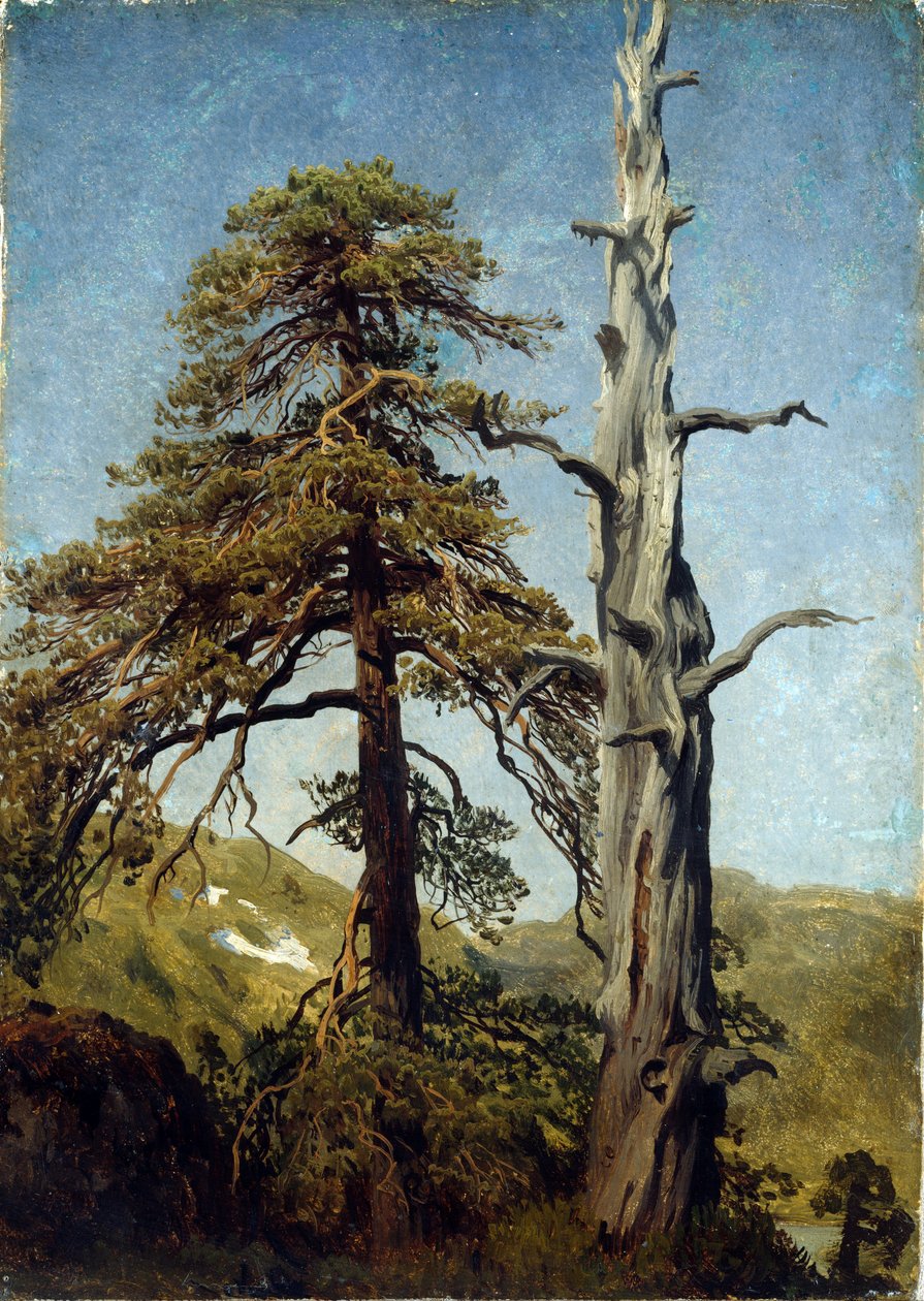 ""Estudio de árboles, Noruega"" Pintura de August Cappelen (1827-1852) 1850 Museo Nacional de Arte, Oslo, Noruega de August Cappelen