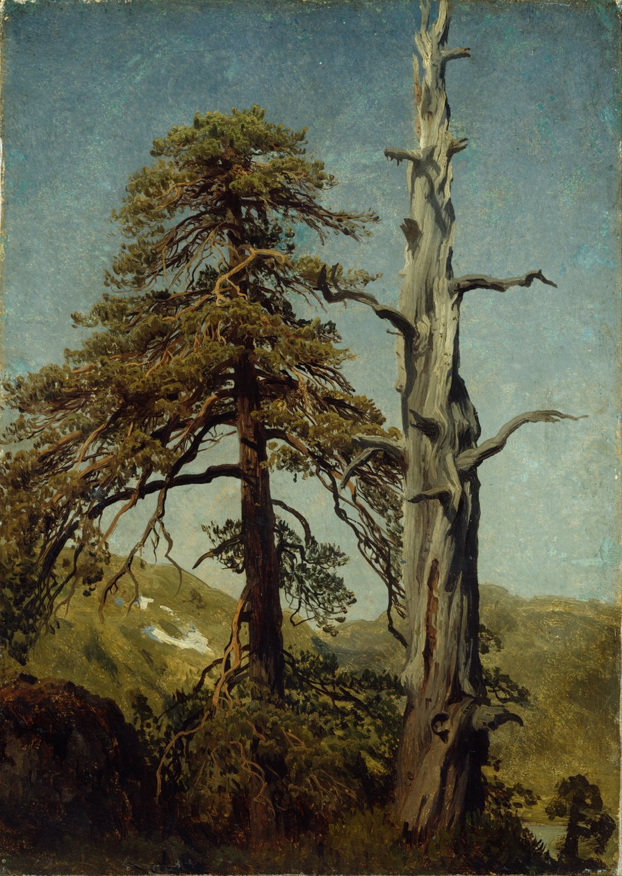 Estudio de los árboles de August Cappelen