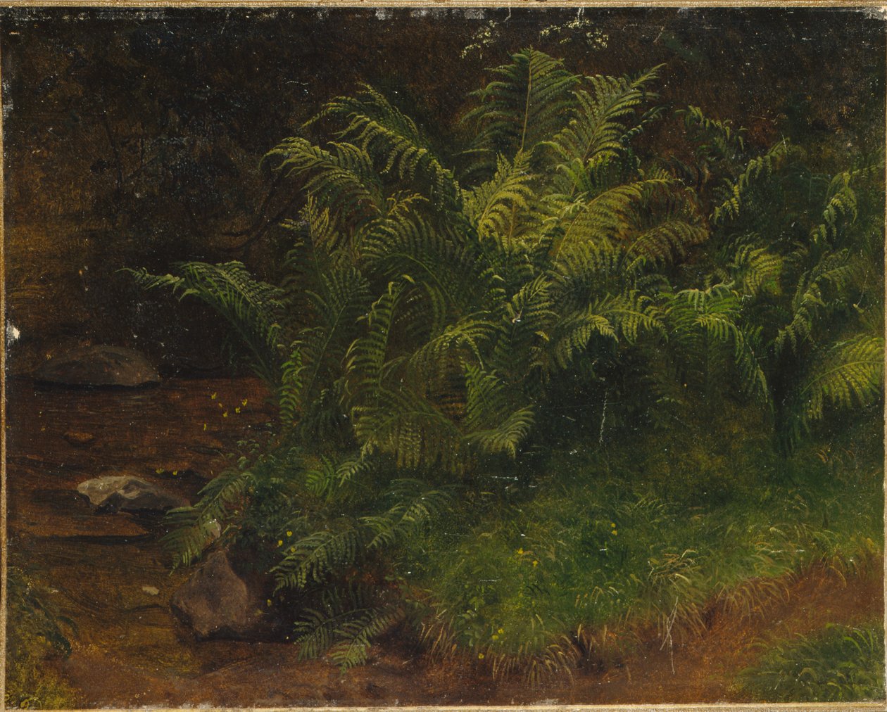 Estudio de helecho (óleo sobre lienzo) de August Cappelen