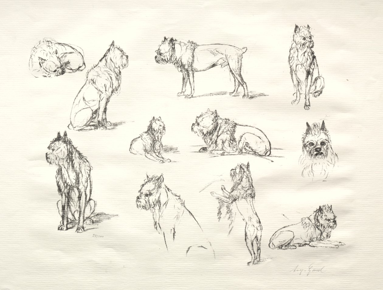Estudio de perros de August Gaul