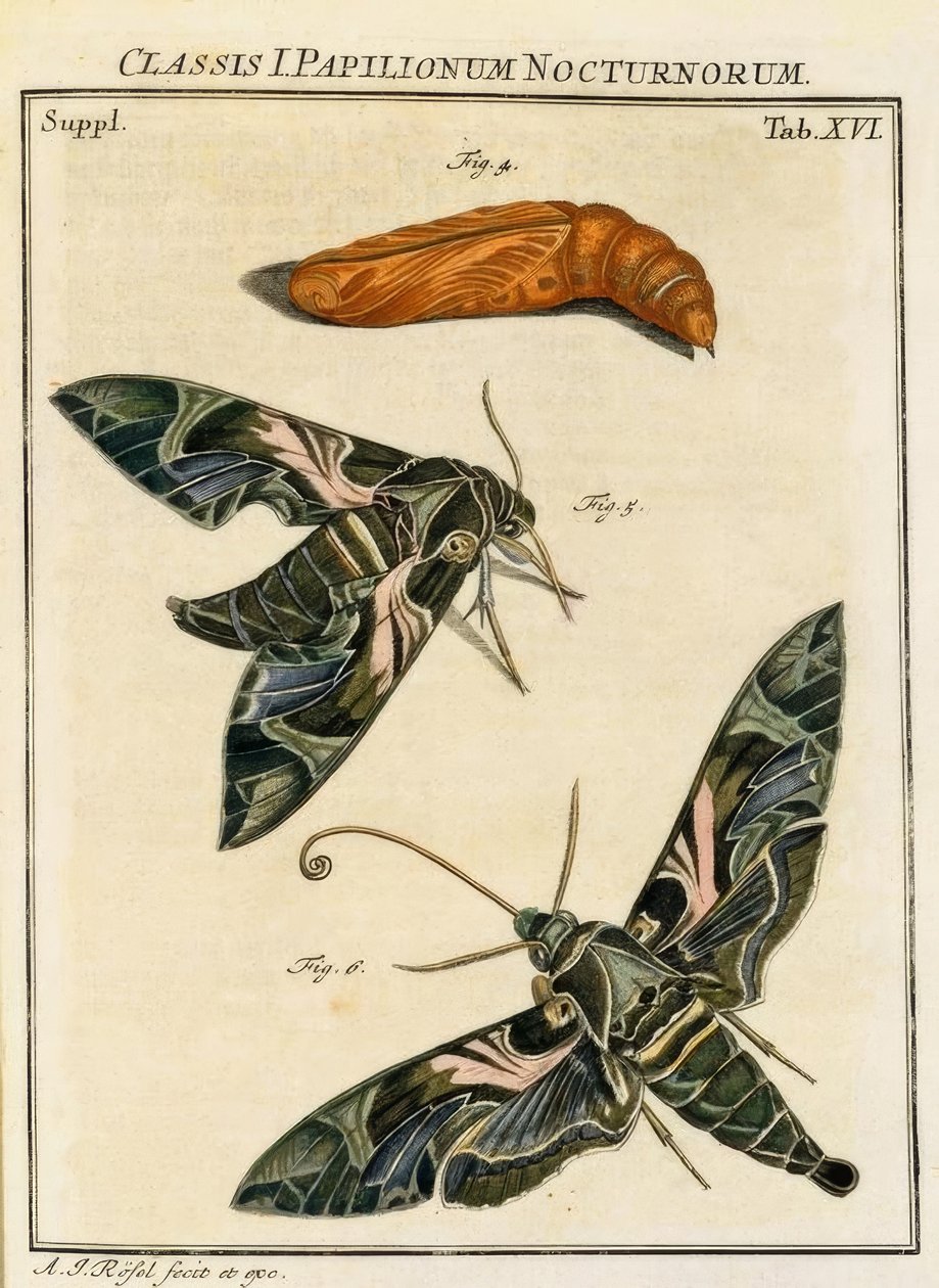 Mariposa Daphnis neri / Rösel v. R. de August Johann Rösel von Rosenhof