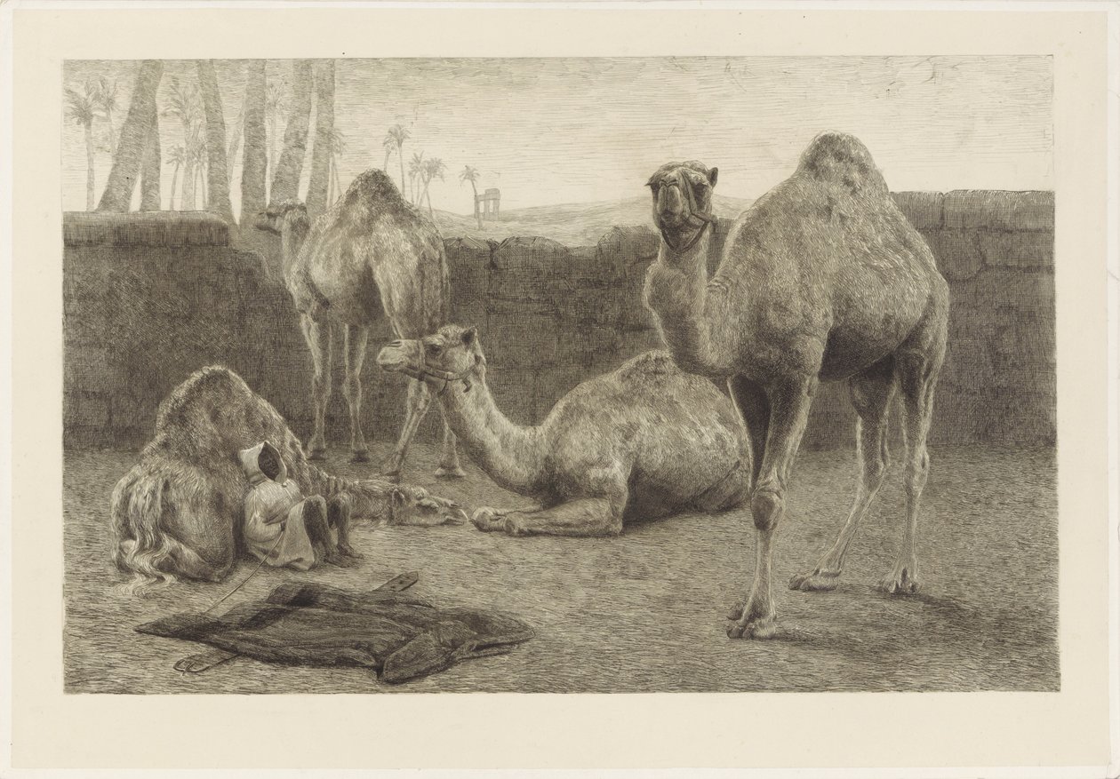 Camellos de August Le Gras