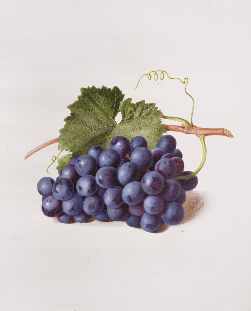 Fruto de la vid, 1868 de Augusta Innes Withers