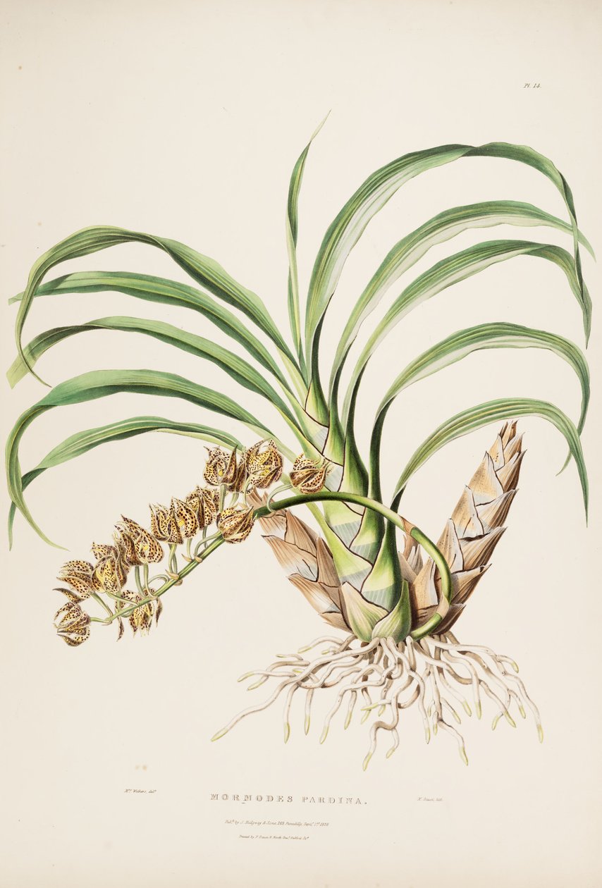 Ilustración de Mormodes maculata var. maculata (como sin. Mormodes pardina) de Augusta Innes Withers