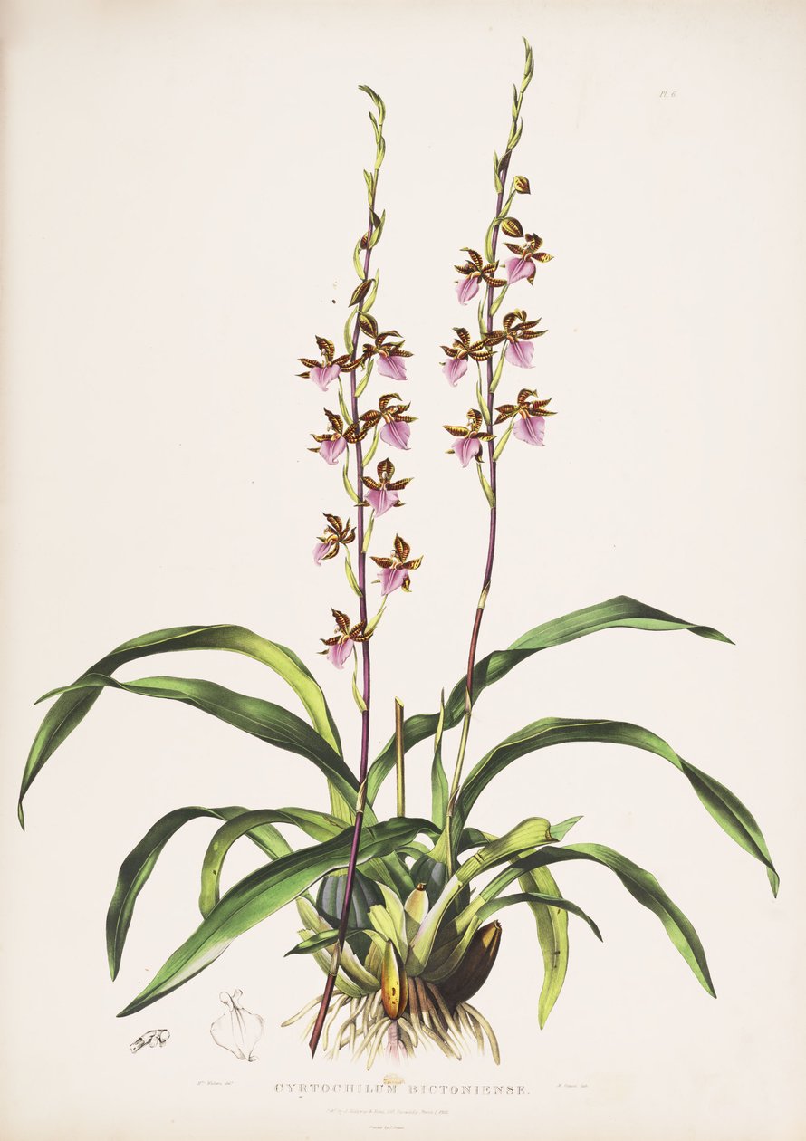 Ilustración de Rhynchostele bictoniensis (como sin. Cyrtochilum bictoniense) de Augusta Innes Withers
