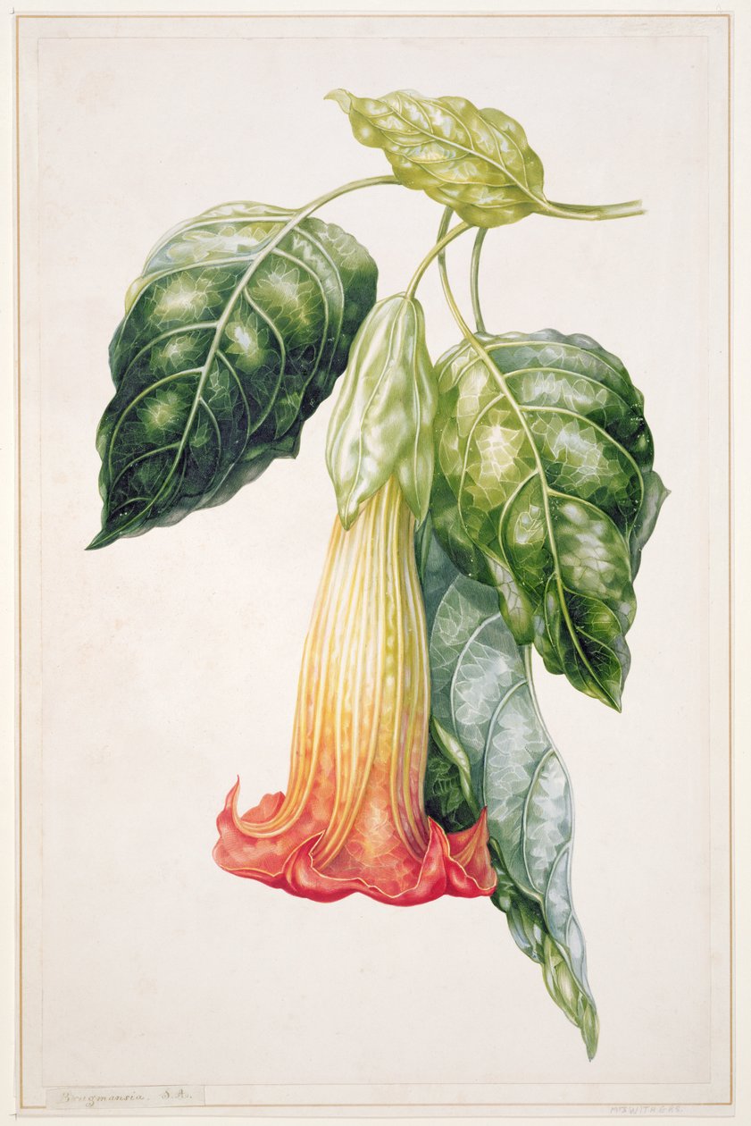 Flor de manzana espinosa de Ecuador, Datura rosei de Augusta Innes Withers