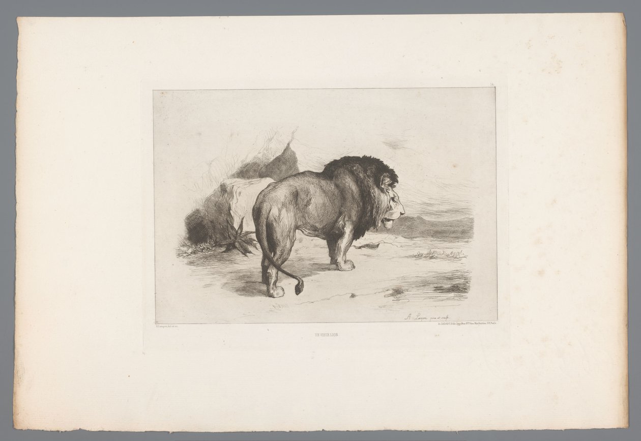 León
Un viejo león (título en el objeto)
Grabados franceses de 1874 (título de la serie)
L