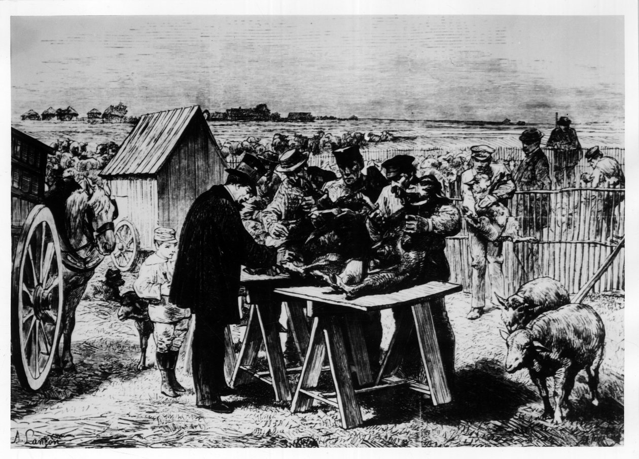 Vacunación de ovejas por Pasteur, grabado por A. Lançon. de Auguste Andre Lancon