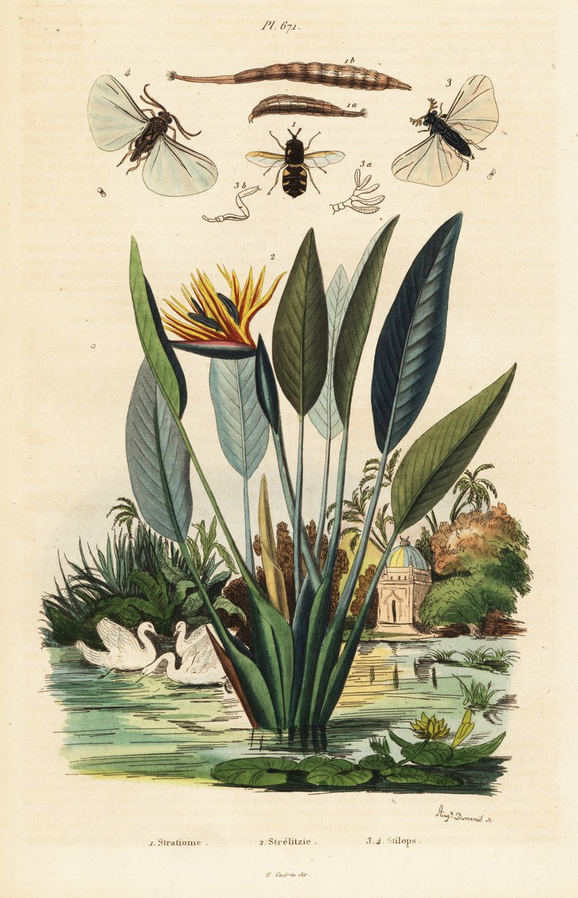 Mosca soldado, flor de la grulla y ,1834-1839 (grabado) de Auguste Dumenil