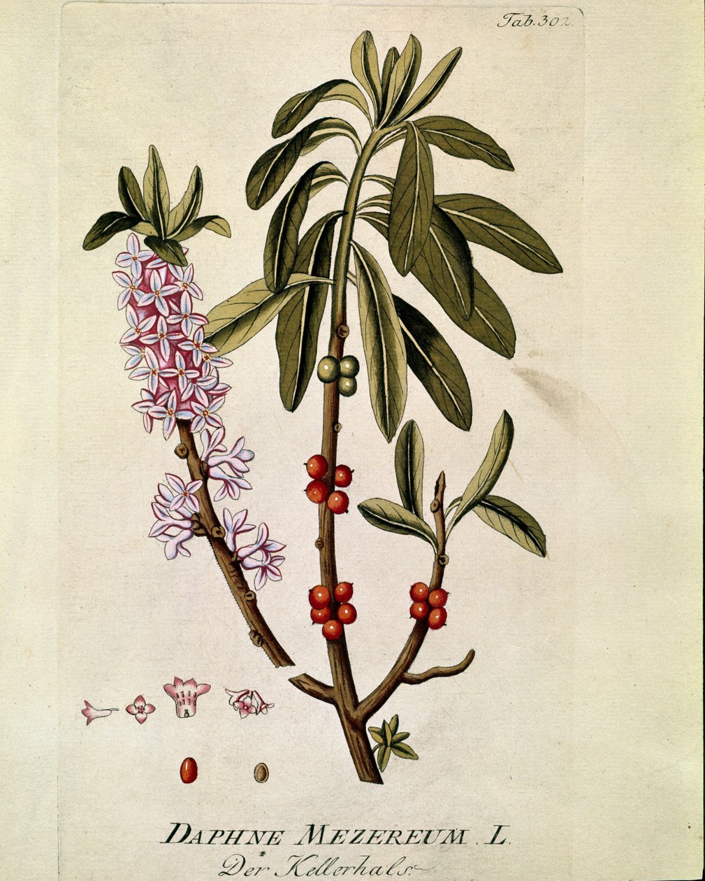 Botánica: "Bois-joli" (Bois joli) (o Bois-gentil, Bois gentile) (Daphne mezereum) Tabla extraída de "Medicinalium secundum Linnaei digestarum" de Joseph Jacobi Plenck (1735-1807) 1788-1803 Colección particular de Austrian School