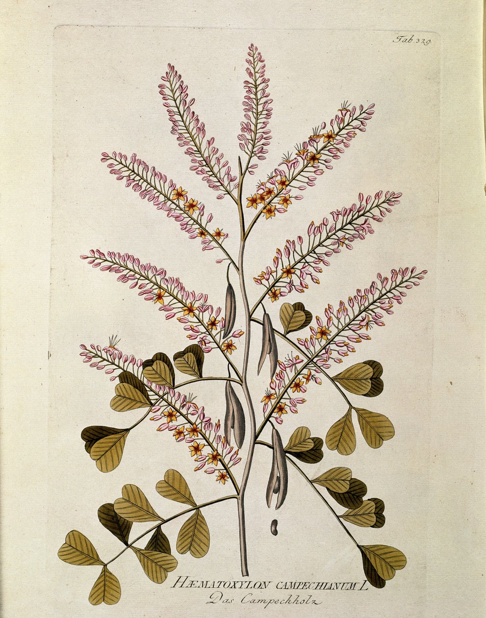 Botánica: "Campeche" (Haematoxylon campechianum) Placa del "Medicinalium secundum Linnaei digestarum" de Joseph Jacobi Plenck (1735-1807) 1788-1803 de Austrian School