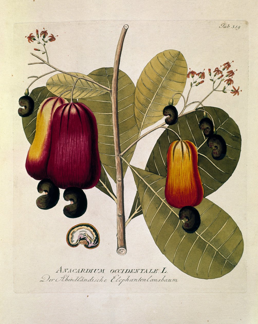 Botánica: "Anacardos" (Anacardium occidental) Lámina extraída de "Medicinalium secundum Linnaei digestarum" de Joseph Jacobi Plenck (1735-1807) 1788-1803 Colección particular de Austrian School