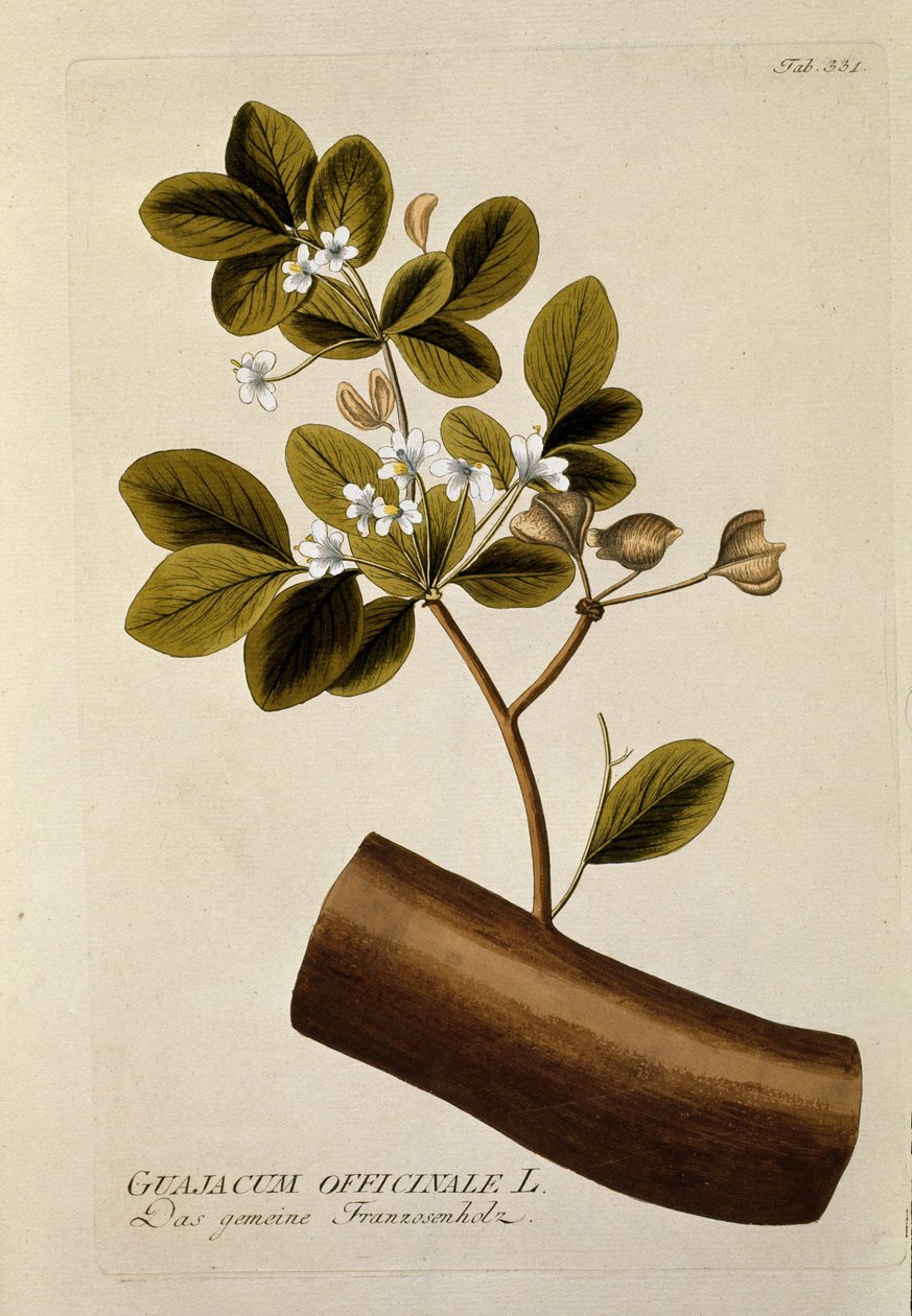 Botánica: "Guajacum officinale" Placa del "Medicinalium secundum Linnaei digestarum" de Joseph Jacobi Plenck (1735-1807) 1788-1803 de Austrian School