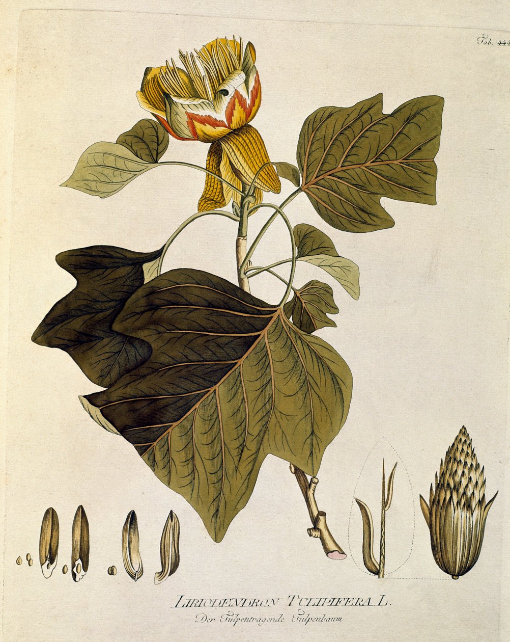 Botánica: "Tulipier of Virginia" (Liriodendron tulipifera) Plank extraído de "Medicinalium secundum Linnaei digestarum" de Joseph Jacobi Plenck (1735-1807) 1788-1803 Colección particular de Austrian School