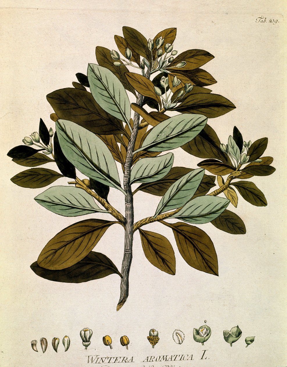 Botánica: "Corteza de invierno" (Wintera aromatica) Tabla extraída del "Medicinalium secundum Linnaei digestarum" de Joseph Jacobi Plenck (1735-1807) 1788-1803 Colección particular de Austrian School