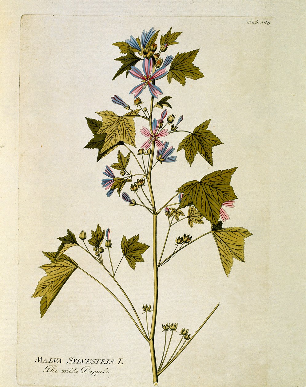 Botánica: "Malva grande" (Malva sylvestris) Placa del "Medicinalium secundum Linnaei digestarum" de Joseph Jacobi Plenck (1735-1807) 1788-1803 de Austrian School