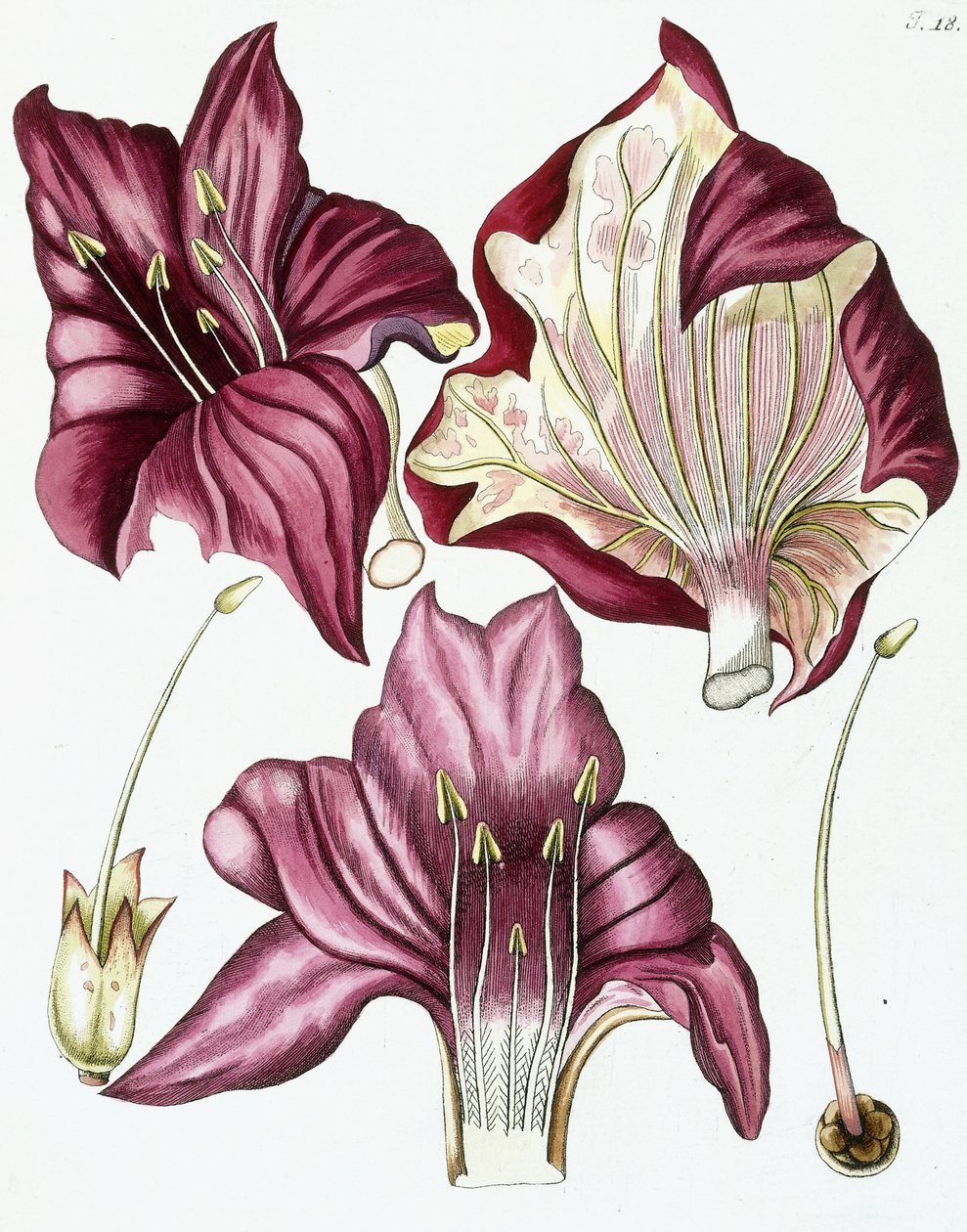 Figura 18, de "Collectanea ad Botanicam, Chemiam, et Historiam Naturalem spectantia, cum figuris", 1786-1796 de Austrian School