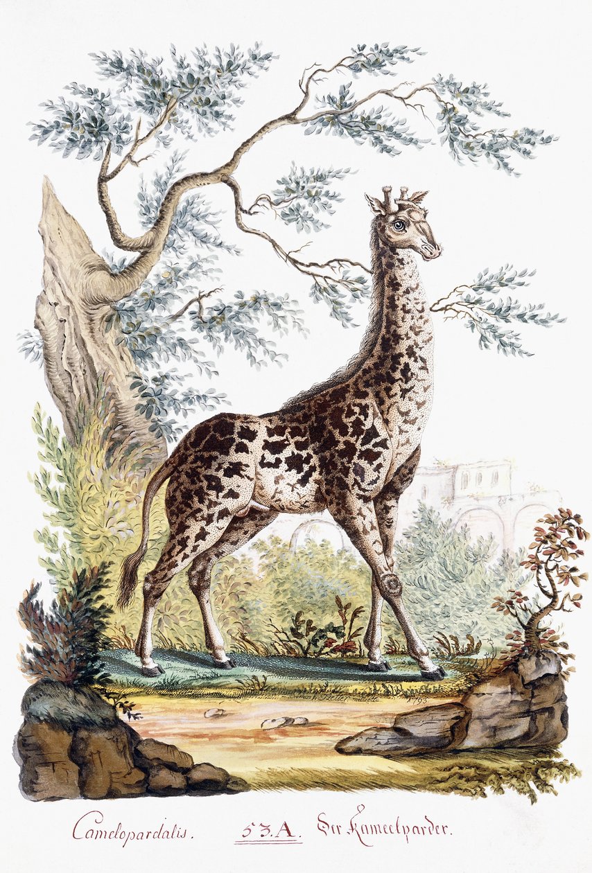 Jirafa, 1794 de Austrian School