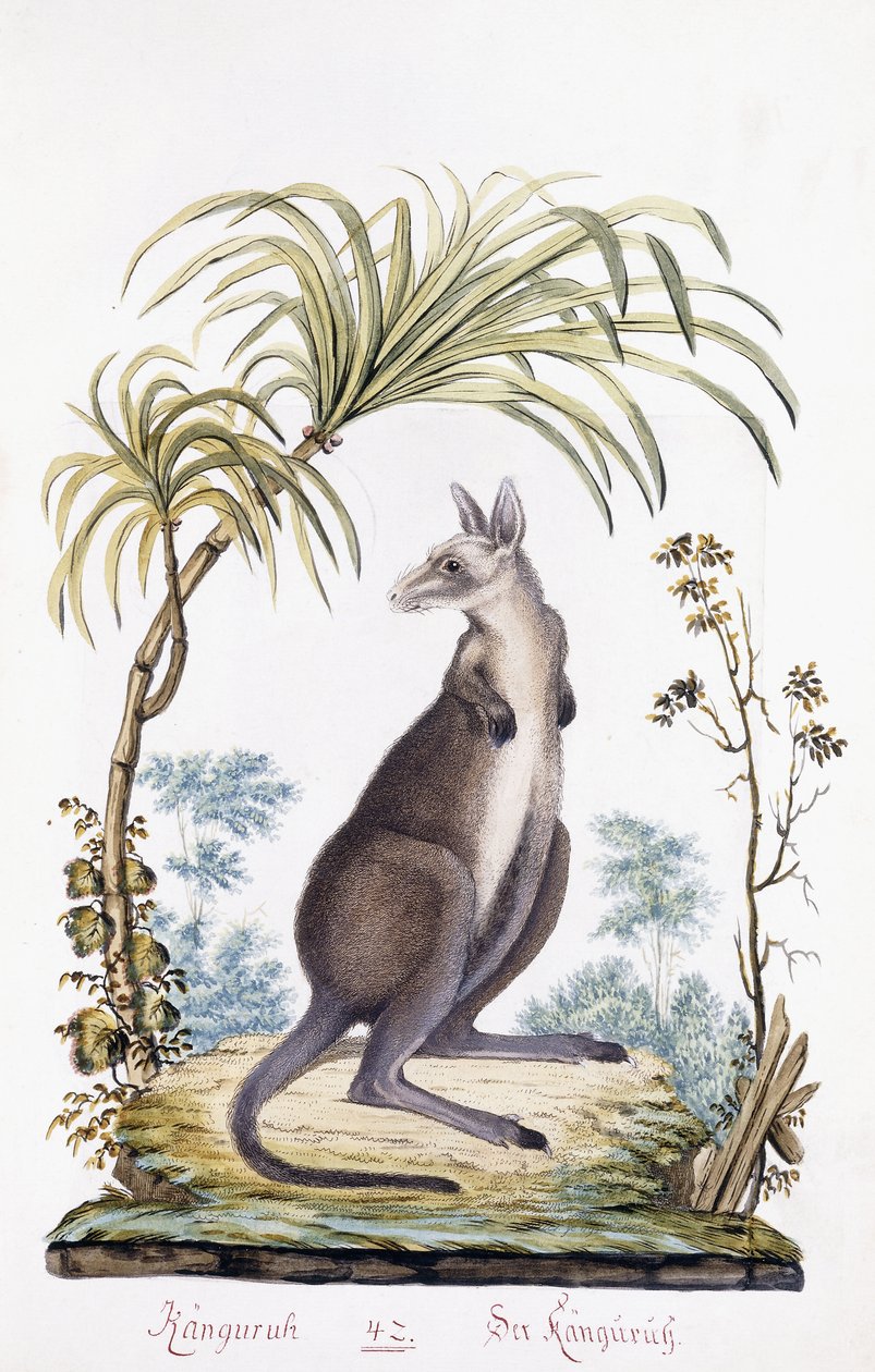 Canguro, 1794 de Austrian School