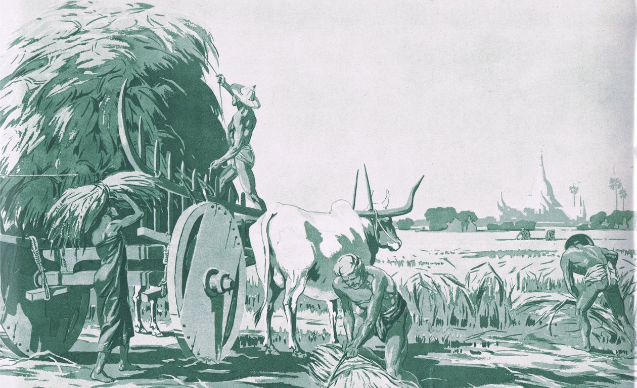 Un campo de arroz en Birmania, de los carteles escolares de MacMillan, c.1950-60s de Ba Nyan