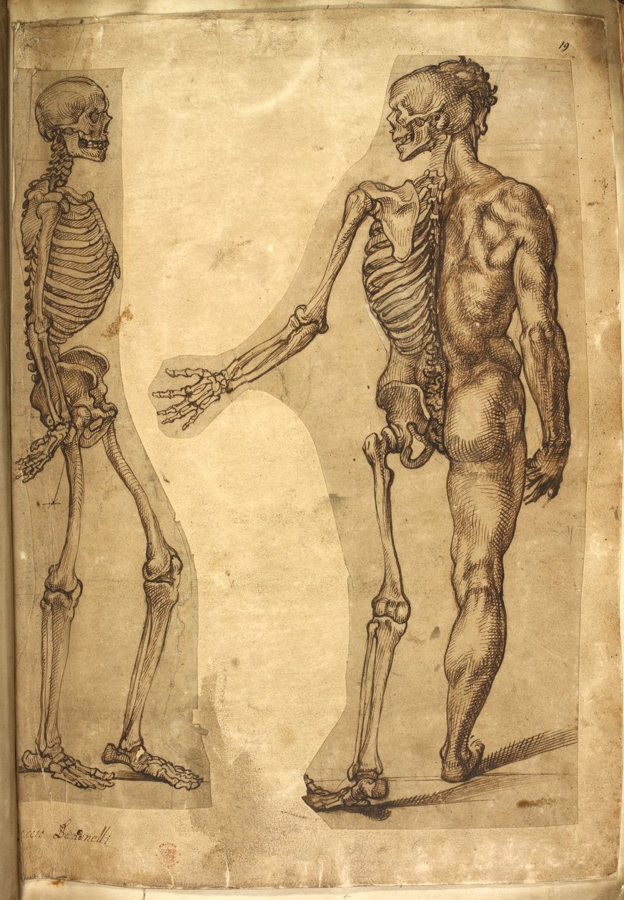 Agregar. 5259, f.19, Esqueleto humano y media figura, de 