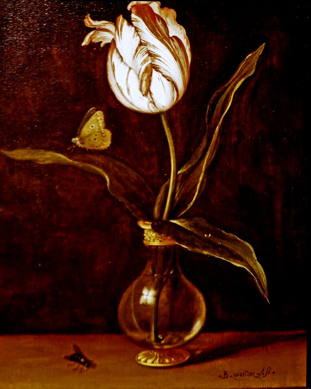 Un tulipán en un jarrón de Balthasar van der Ast