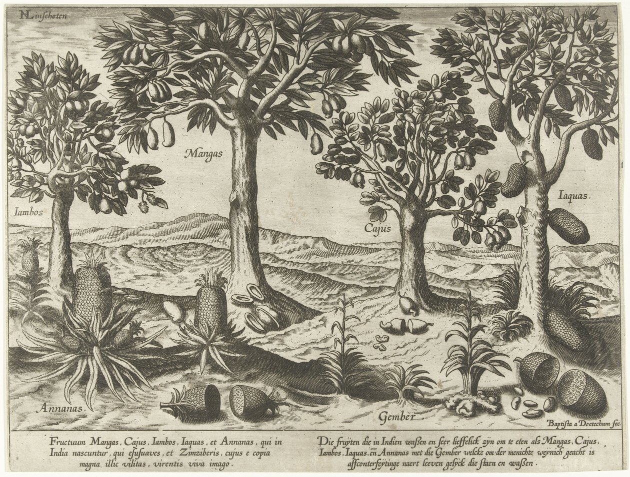 Árboles frutales y arbustos de las Indias Orientales de Baptista van Doetechum