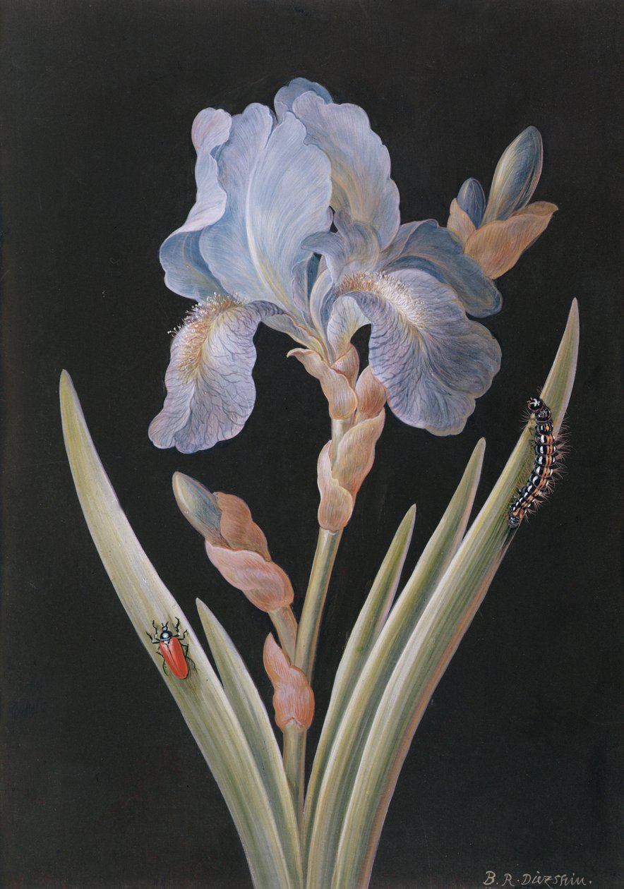 Iris germanica con oruga y escarabajo de Barbara Regina Dietzsch