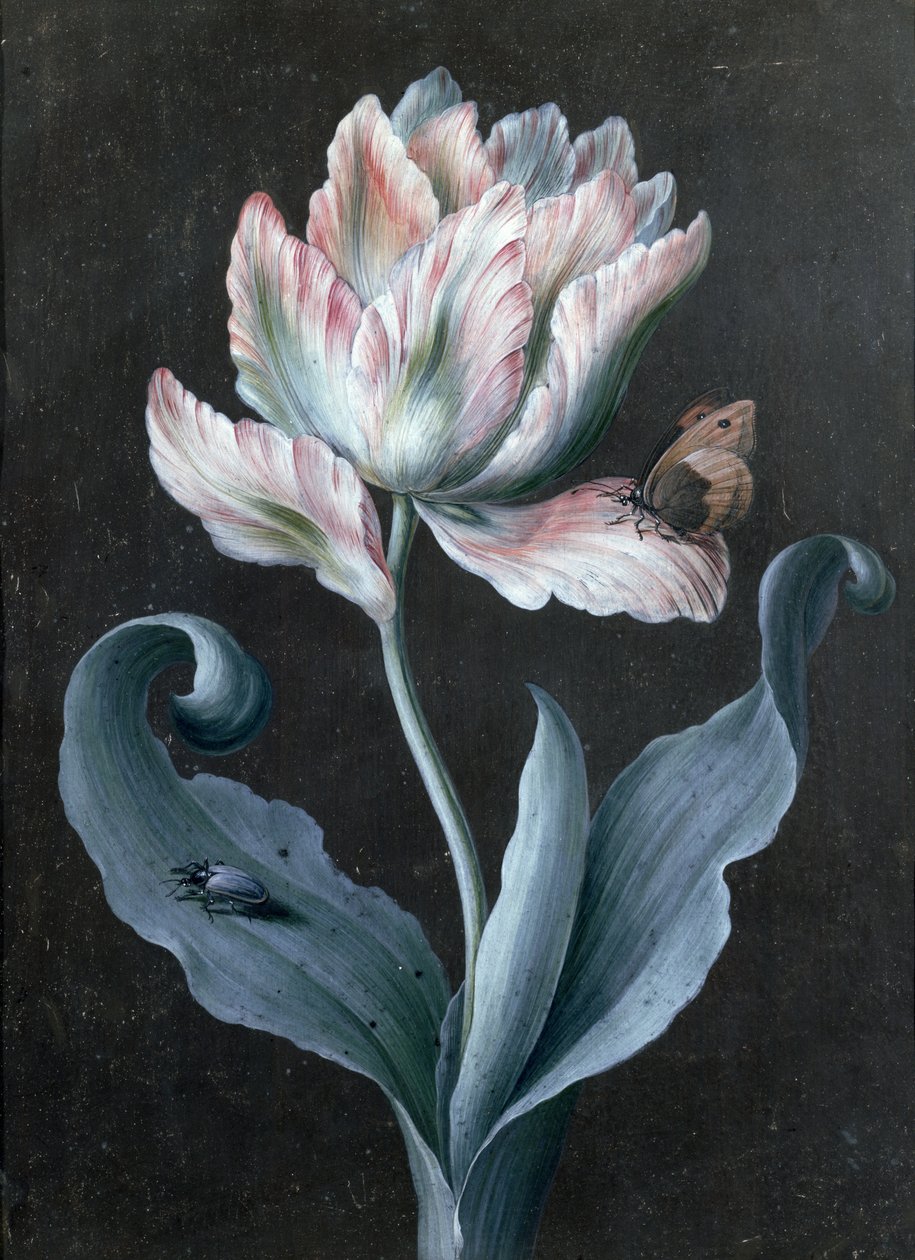 Tulipán Loro con Mariposa y Escarabajo de Barbara Regina Dietzsch