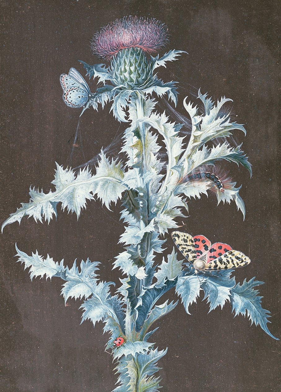 Naturaleza Muerta de un Cardo de Barbara Regina Dietzsch