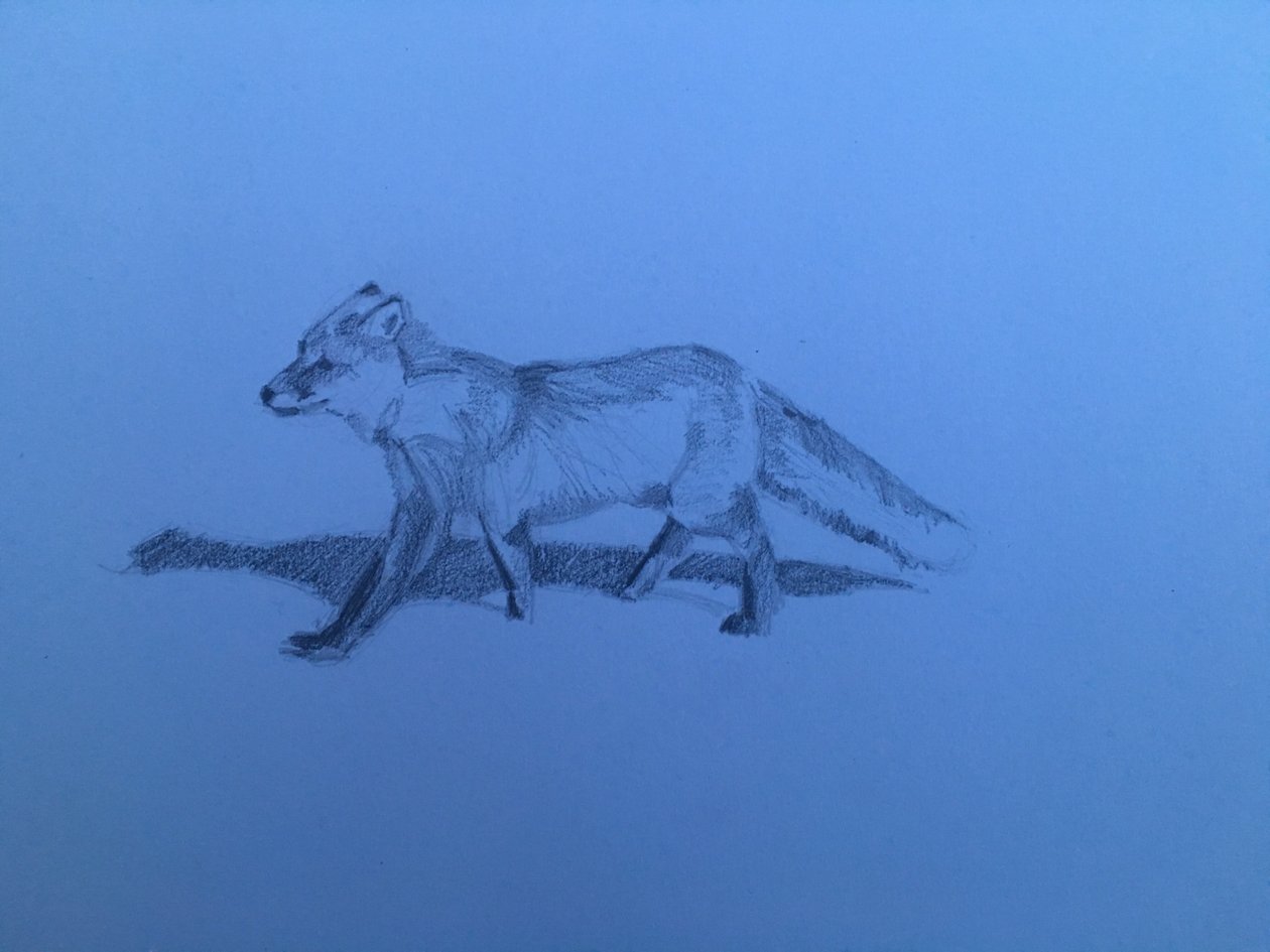 Zorro, 2018 de Barbara Hoogeweegen