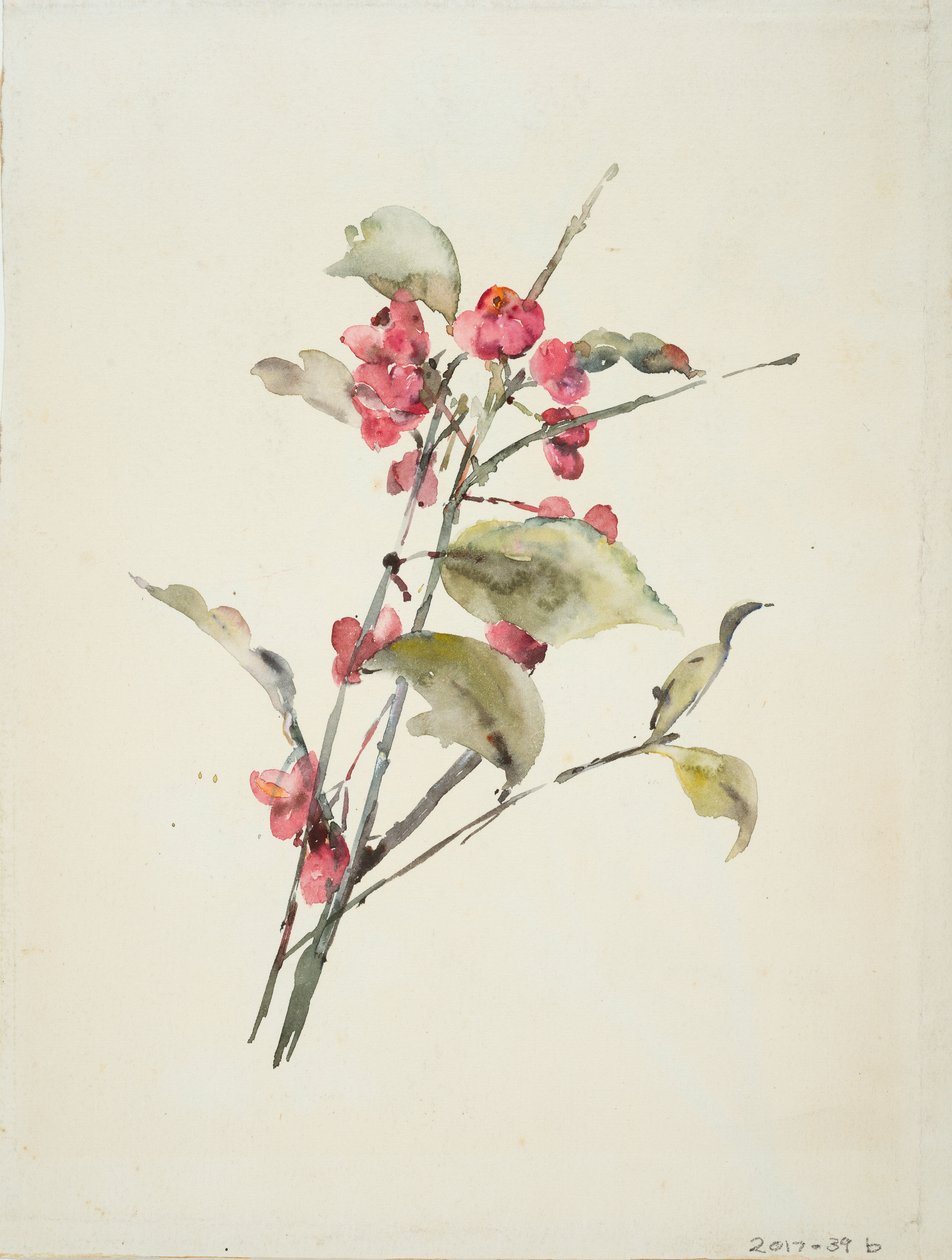Flores rosas (acuarela sobre papel) de Barbara Leigh Smith Bodichon