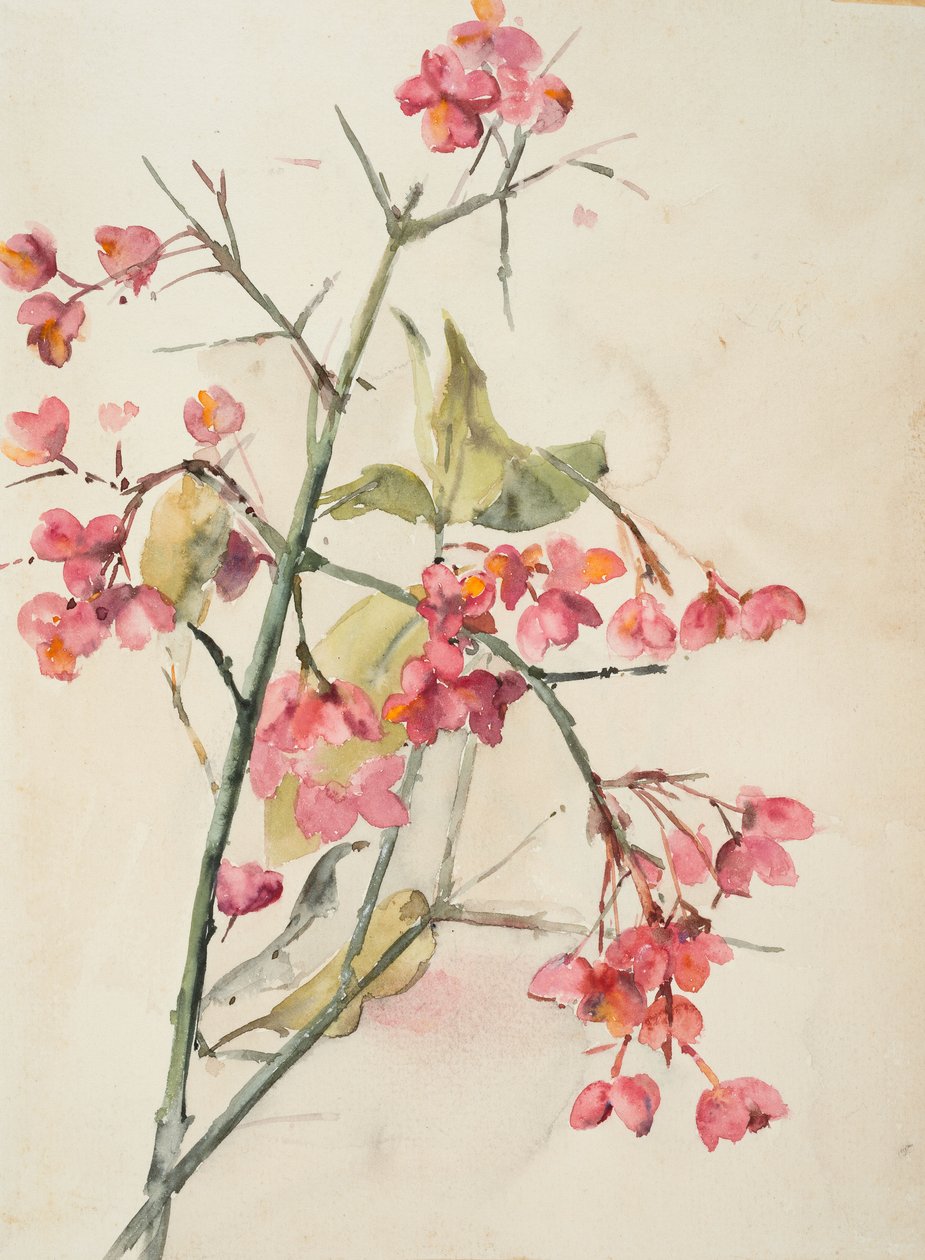 Flores rosas (acuarela sobre papel) de Barbara Leigh Smith Bodichon