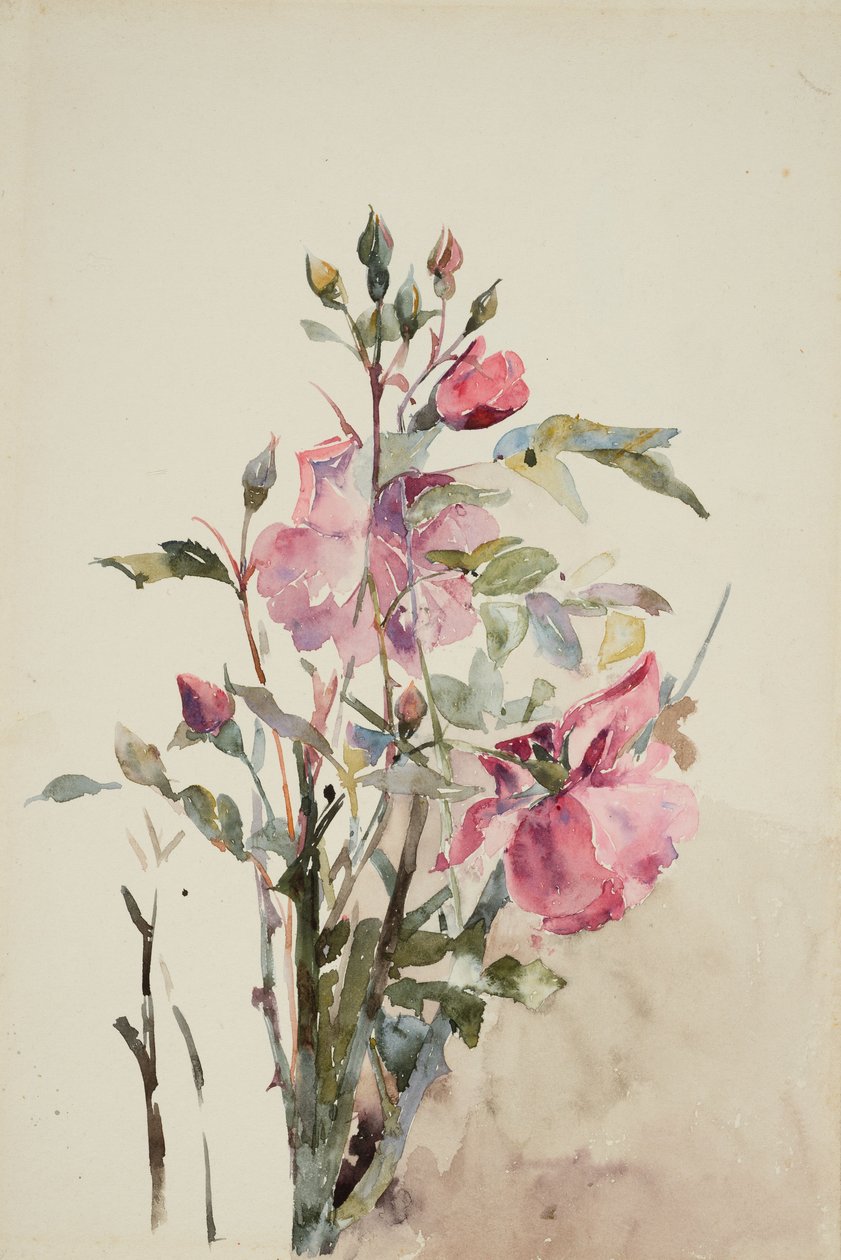 Tallos de flores rosas (acuarela sobre papel) de Barbara Leigh Smith Bodichon