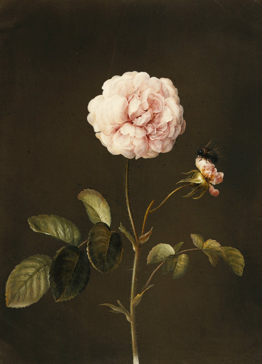 Una rosa gallica con un abejorro de Barbara Regina Dietzsch