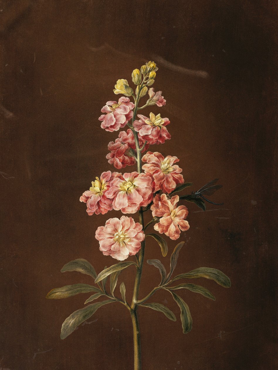 Una flor de alhelí con una libélula de Barbara Regina Dietzsch