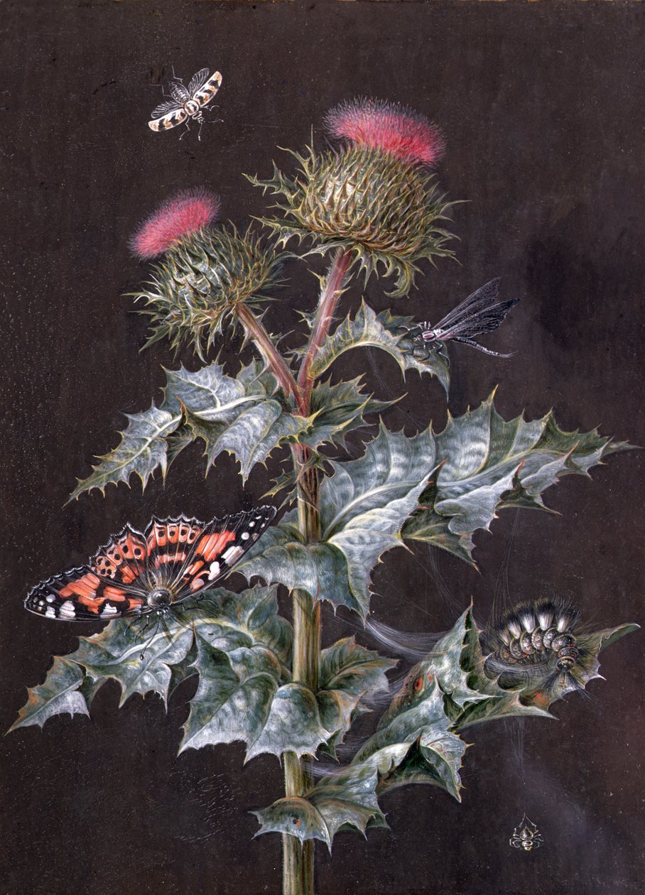 Estudio de un Cardo con Insectos de Barbara Regina Dietzsch