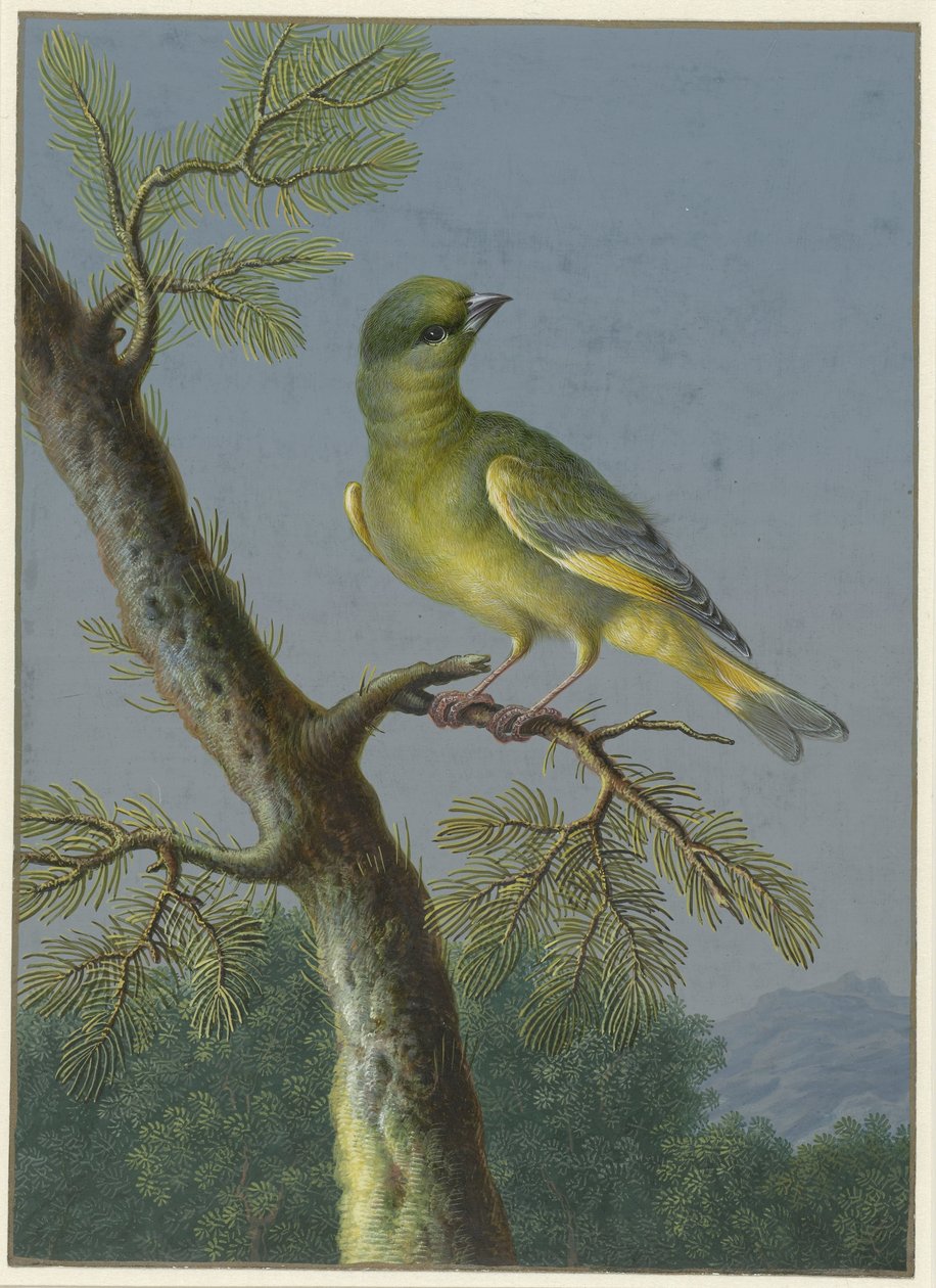 Verderón
Cuatro aguadas de aves (título de la serie) de Barbara Regina Dietzsch