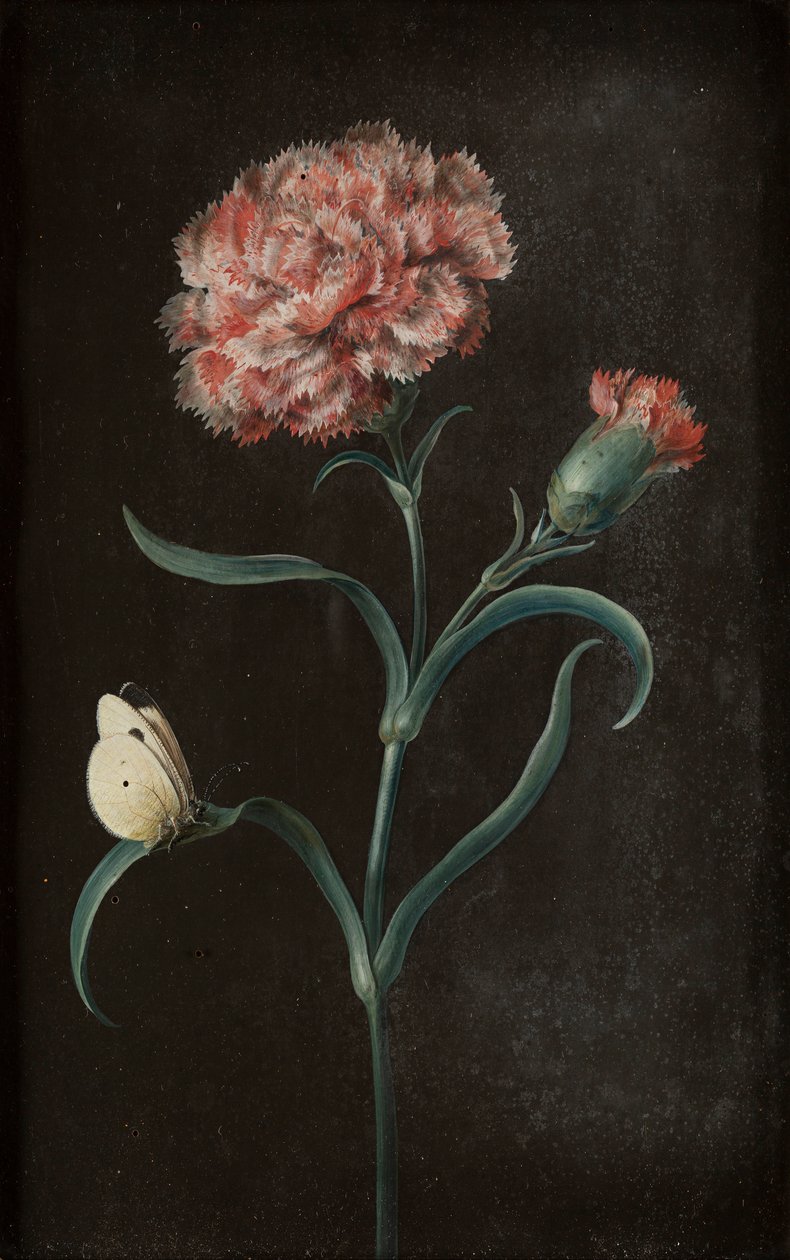 Conjunto de cuatro naturalezas muertas con mariposas de Barbara Regina Dietzsch