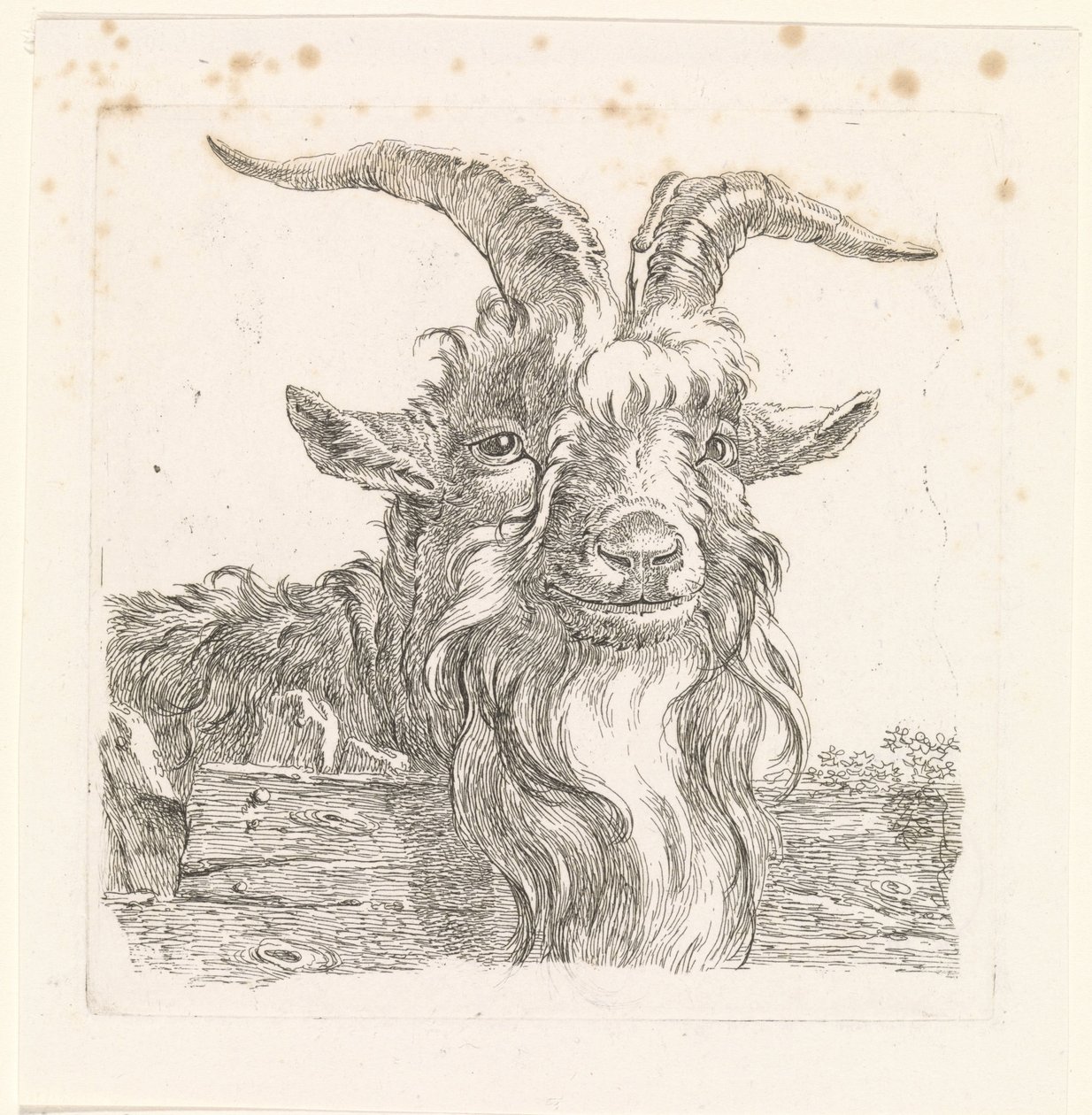 Cabeza de ciervo de Barend Hendrik Thier