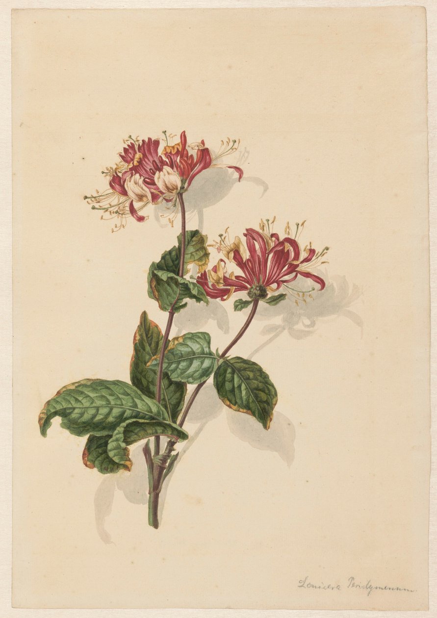Rama de madreselva silvestre (Lonicera periclymenum) de Barend Hendrik Thier