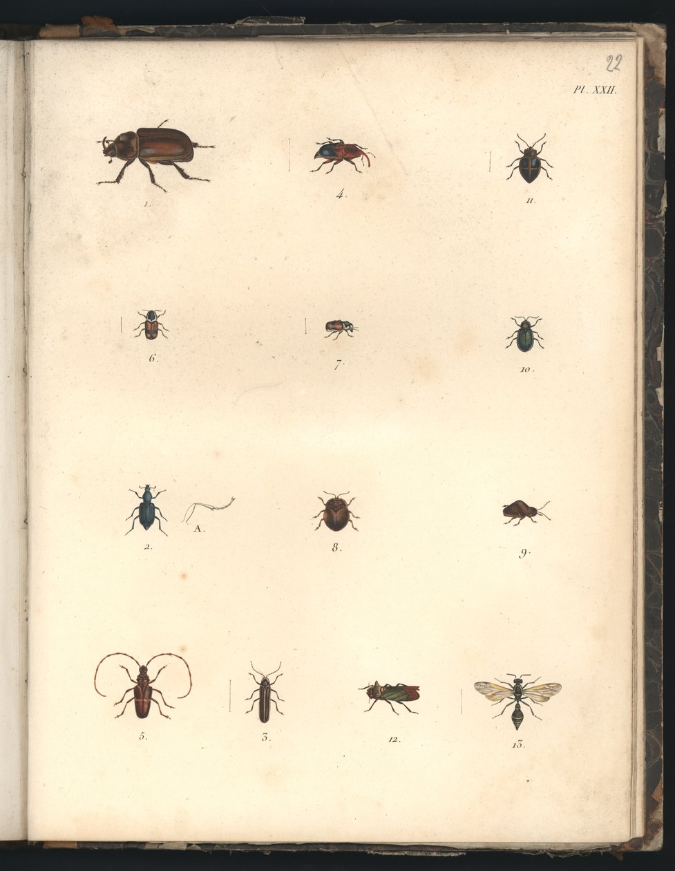 Escarabajos y avispas, Pl.XXII, ilustración de 