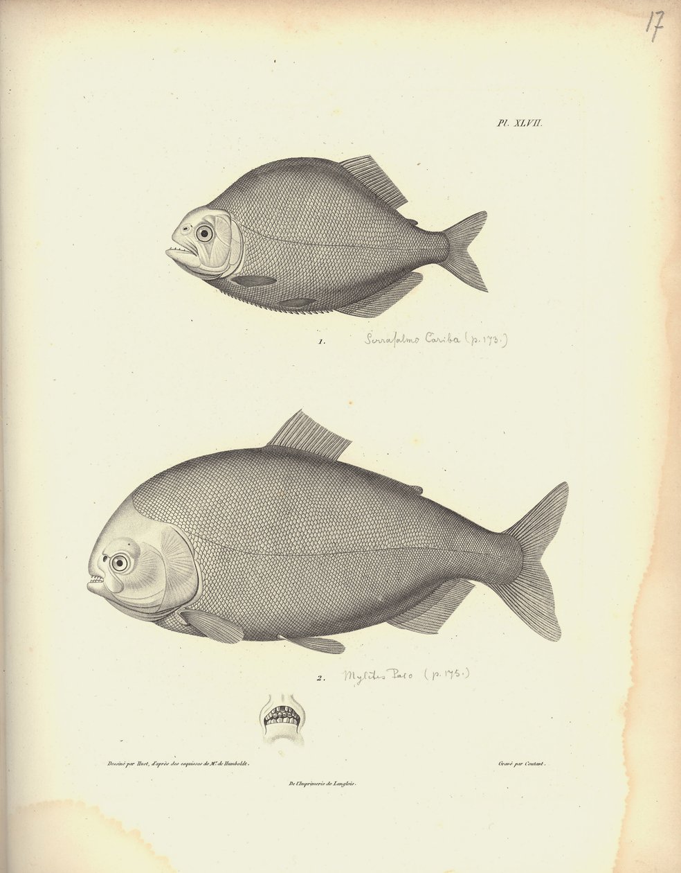 Characidae, Pl. XLVII, grabado en acero por Coutant después de un grabado de Nicola Huet, ilustración de 