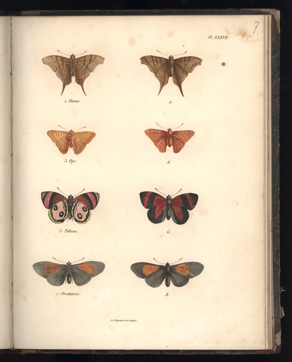 Lepidoptera, Pl. XXXVII, ilustración de 