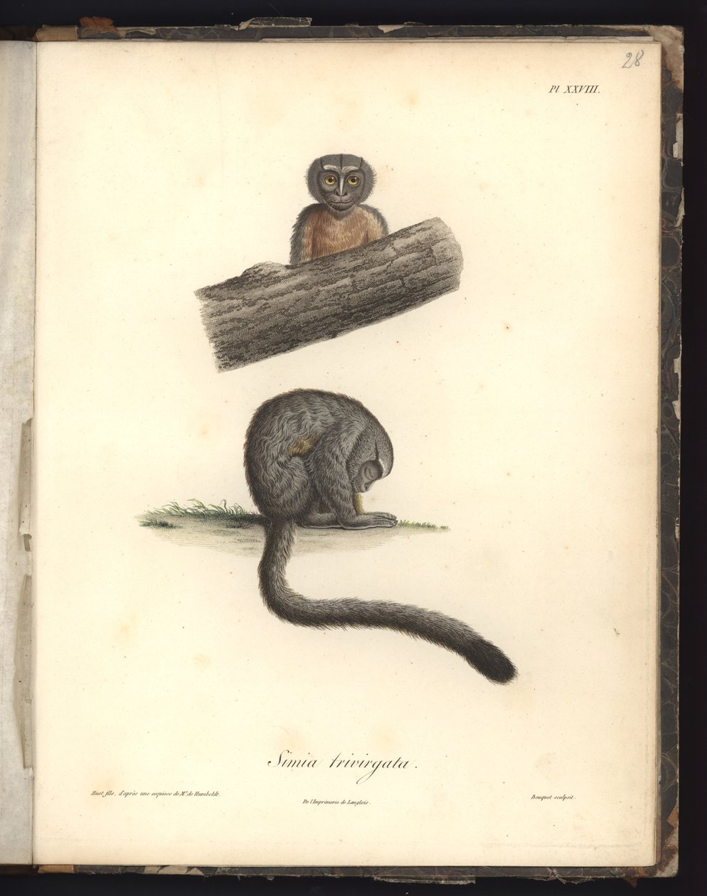 Simia trivirgata, Pl.XXVIII, grabado en acero por Louis Bouquet, ilustración de 