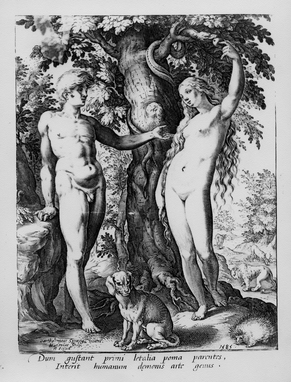 Adán y Eva, grabado por Hendrik Goltzius, 1585 de Bartholomaeus Spranger