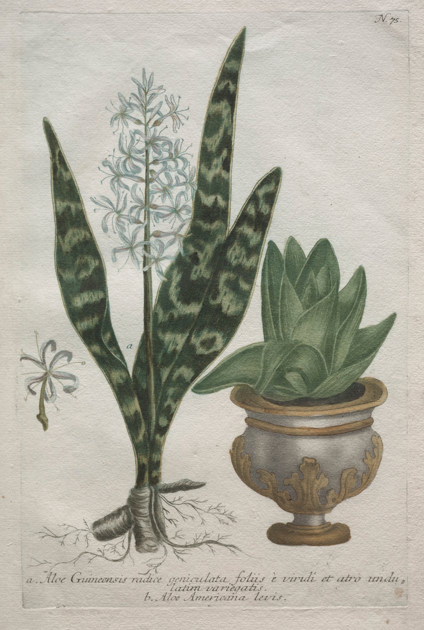 Aloes de Bartholomaus Seutter